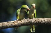 Hoe herken ik een mannelijke groen Cheeked papegaaiachtigen uit een vrouwelijk