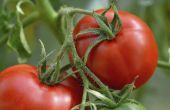 Tomaten voor koele klimaten