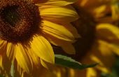 Welke tijd van het jaar worden de zonnebloemen geplukt?