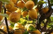 Wat maanden te bevruchten citrusbomen