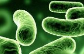 Het gebruik van bacteriën in gentechnologie