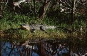 Hoe herken ik een mannelijke & vrouwelijke Alligator uit elkaar
