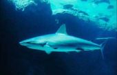 Science Fair projectideeën met haaien