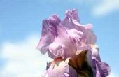 Hoe om te oogsten Iris bloemetjes