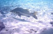 Hoe te identificeren zeevis op de Florida Gulf Coast