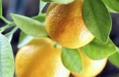 Waarom citrusvruchten Split Open voordat het rijp is?