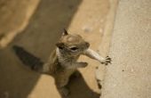 Hoe Elimineer eekhoorns op een zolder
