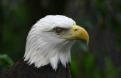 Partij gunst ideeën voor een Eagle Scout Hof van eer