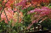 Bomen voor voorzijde werven: Japanse esdoorn of Evergreen?
