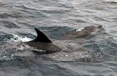 Wat dieren zijn de prooi van dolfijnen?