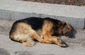 Symptomen van acute nier falen bij honden
