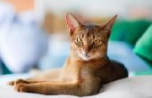 Hoe lang woon katten na tekenen van dementie?