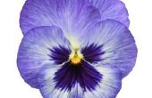 Hoe herken ik het verschil tussen viooltje en Viola bloemen