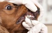 Wat zwarte tandvlees boven de tanden in honden betekenen?