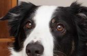 Een natuurlijke Cataract genezen voor honden