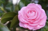 Hoe bemesten Camellia bomen