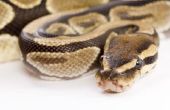 Verschillen tussen een Boa, Python, & Anaconda