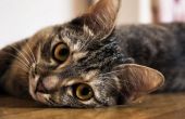Home behandeling van Ringworm bij katten