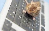 Tekenen van muizen in je huis