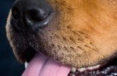 Behandeling van Canine mucocutane Pyodermie