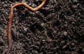 7 classificaties van regenwormen