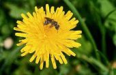 Hoe u kunt besturen van zweet bijen