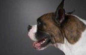 Hoe te behandelen Boxer honden met chronische diarree