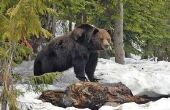 Canadese Bear spuiten wetten