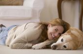 Plotselinge artritis symptomen bij honden