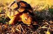 Hoe herken ik het geslacht van een schildpad