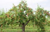 Wanneer bemesten appelbomen?