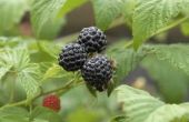 New York Berry van inheemse wilde planten