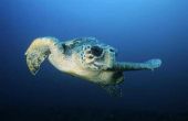 Oceaan dieren die in Nags Head (North Carolina leven)