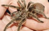 Bestrijdingsmiddelen alternatieven voor spinnen en Tarantulas