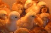 Hoe om te baden Baby kalkoenen & kippen