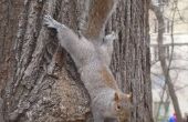 Zelfgemaakte eekhoorn afstotend voor bomen