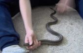 Hoe de zorg voor de gewonden tuin slangen