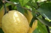 How to Grow citroenbomen in potten