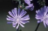 Lijst van blauwe eeuwigdurende bloemen