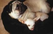 Behandeling van vestibulaire ziekte bij honden