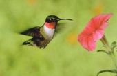 Kan ik Hummingbird Nectar met bruine suiker maken?