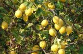 Over Lemon Tree ziekten
