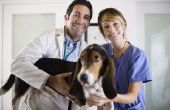 Drugs te geven van een hond voor Pancreatitis