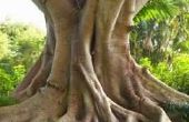 Hoe lang duurt Ficus nemen om te groeien?