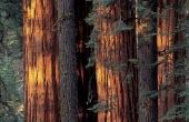 How to Compare Redwood en ceder