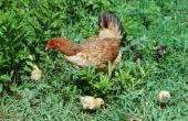 Herbiciden en kippen