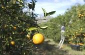 Hoe kan u helpen een oranje boom produceren zoete sinaasappelen
