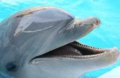 Goedkope plekken om te zwemmen met dolfijnen in Florida