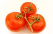Hoe bewaart u verse tomaten uit uw tuin