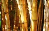 Is bamboe termiet bewijs?